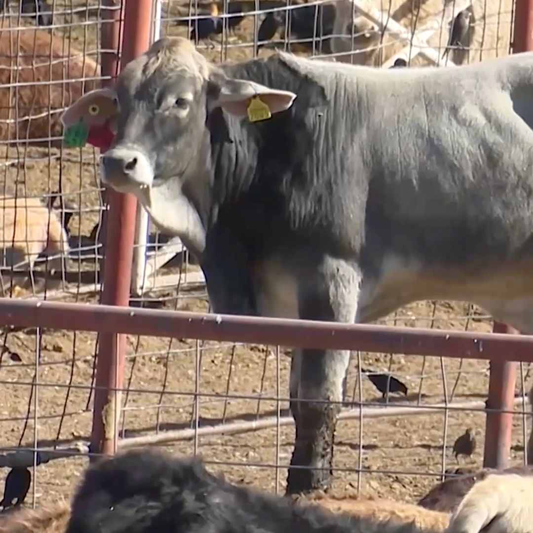 Secretaría de Salud Mantiene Bajo Monitoreo a Paciente con Gusano Barrenador en Coahuila